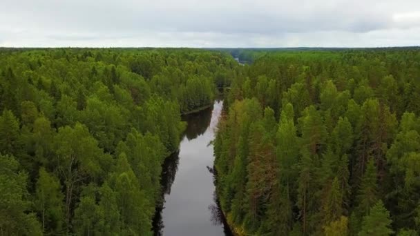 Waldbäume Und Fluss Von Oben Schöner Flug Über Den Fluss — Stockvideo