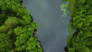 Yukarıdan Orman Ağaçları ve Nehir. Nehrin Üzerinden Güzel Uçuş. Güzel Karelia binlerce göl ve yeşil ormanın mekanıdır. Rusya, Ladoga Gölü