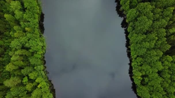 Bosque Árboles Río Desde Arriba Hermoso Vuelo Sobre Río Hermosa — Vídeo de stock