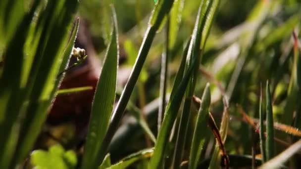 Strahlend Grünes Gras Und Sonnenstrahlen Auf Der Wiese Echtzeit Nahaufnahme — Stockvideo