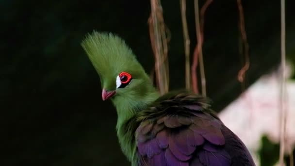 l'oiseau vert turaco avec couvercle orange noir et blanc pour les yeux coloré. Parc planétaire vert de Dubaï 