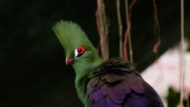 Den Gröna Turaco Fågel Med Orange Svart Och Vita Ögon — Stockvideo