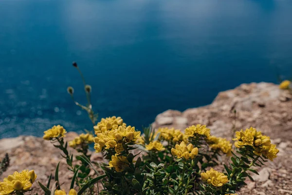 Vilda Blommor Klippa Ovanför Havet Solig Sommardag — Stockfoto