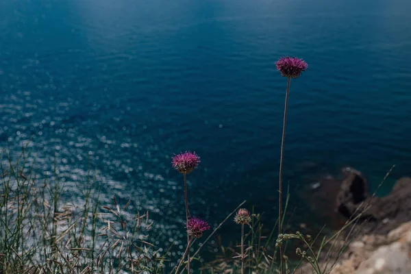Άγρια Λουλούδια Ένα Βράχο Πάνω Από Θάλασσα Μια Ηλιόλουστη Καλοκαιρινή — Φωτογραφία Αρχείου