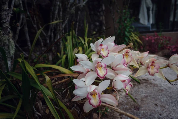 Belle Orchidée Fleurs Exotiques Dans Une Serre Thaïlande Place Inthanon — Photo