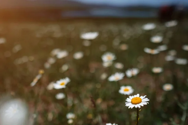 Camomilla Bianca Sul Campo Umore Primaverile Idea Concetto Felicità Sorriso — Foto Stock