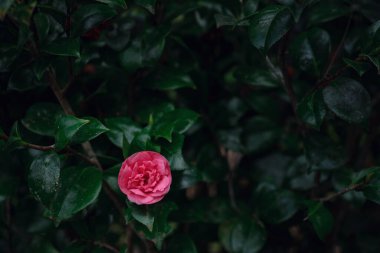Yeşil yaprakların arka planında tek başına güzel pembe bir gül. Bahar ve tazelik kavramı