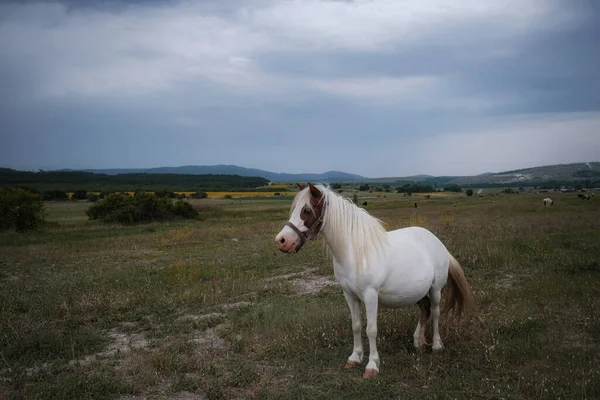 Vacker Vit Ponny Fältet Byn Molnigt Väder Lugn Före Regnet — Stockfoto