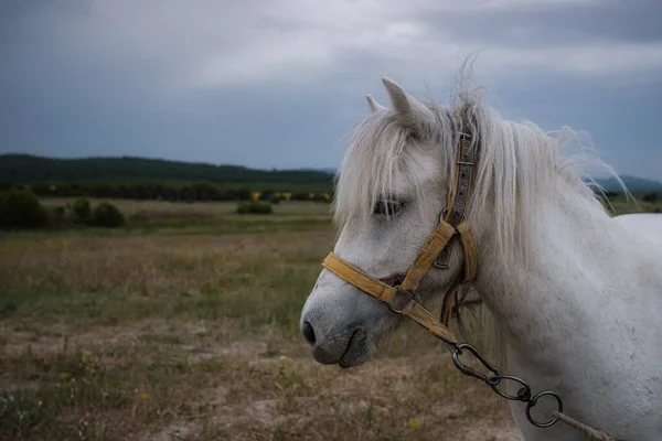 Vacker Vit Ponny Fältet Byn Molnigt Väder Lugn Före Regnet — Stockfoto