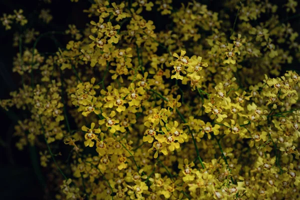 Vacker Exotisk Blomma Orkidé Ett Växthus Thailand — Stockfoto