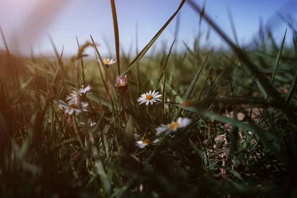 Bílé Malé Sedmikrásky Letních Loukách Heřmánková Scéna Vítr Květinový Tanec — Stock fotografie