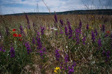 Yaz zamanı kır çiçekli güzel çayır. Yaz Çiçekleri Tarlası. Baharda Karahindiba Çiçekleri. Ekoloji kavramı