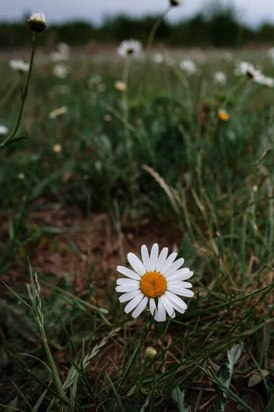 Camomilla Bianca Sul Campo Umore Primaverile Idea Concetto Felicità Sorriso — Foto Stock