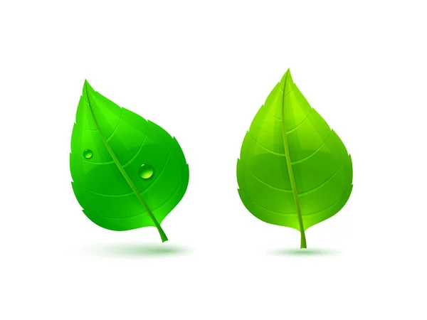 Dos hojas verdes — Vector de stock
