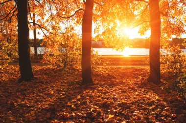  tarih Pzr sonbahar ağaçlar