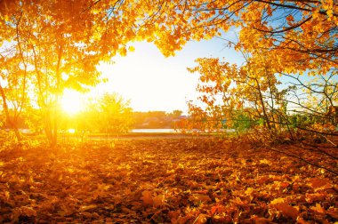  tarih Pzr sonbahar ağaçlar