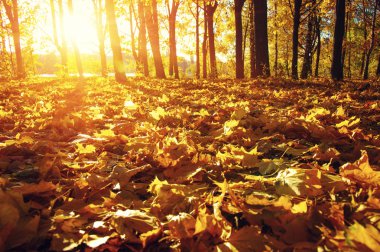  tarih Pzr sonbahar ağaçlar