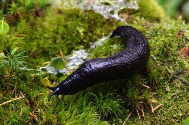 ormandaki Slug