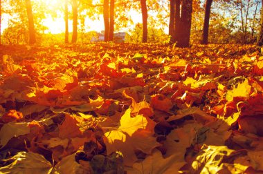  tarih Pzr sonbahar ağaçlar