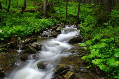ormandaki nehir dağ.