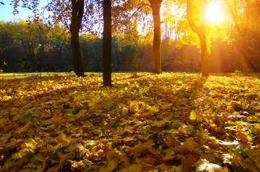  tarih Pzr sonbahar ağaçlar