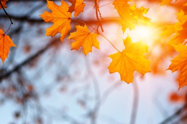  Sonbahar yaprakları güneşte