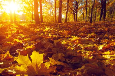  tarih Pzr sonbahar ağaçlar