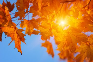  Sonbahar yaprakları güneşte