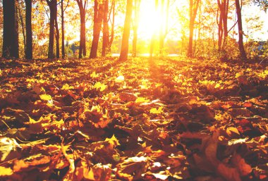  tarih Pzr sonbahar ağaçlar