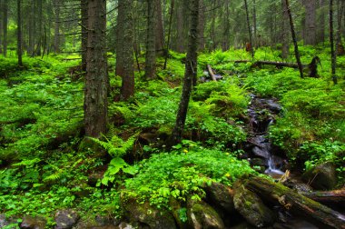 ormandaki nehir dağ.