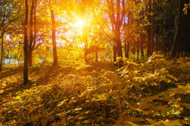  tarih Pzr sonbahar ağaçlar