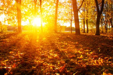  tarih Pzr sonbahar ağaçlar