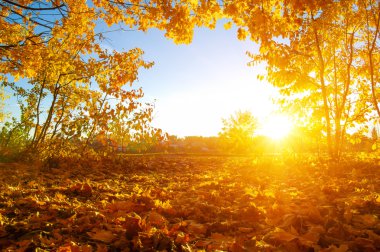  tarih Pzr sonbahar ağaçlar