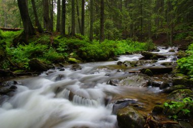 ormandaki nehir dağ.
