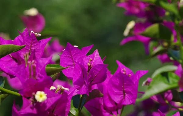 Blomma på en grön — Stockfoto