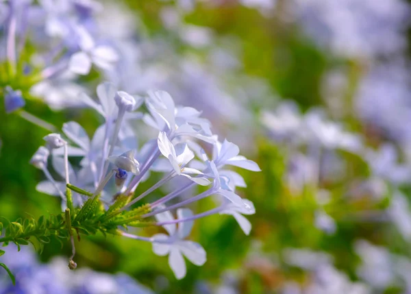 Flor en un verde — Foto de Stock