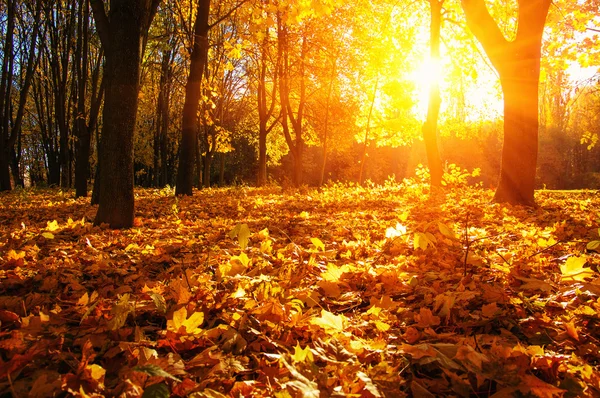Podzimní stromy na slunci — Stock fotografie