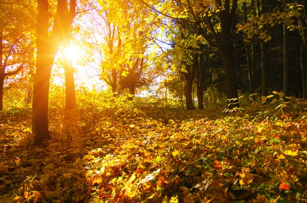 太陽の紅葉 — ストック写真