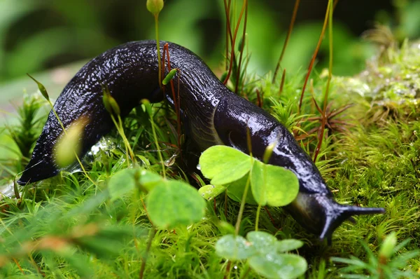Slug in forest — Stock Photo, Image
