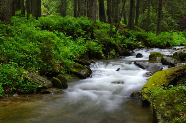 Rio da montanha na floresta . — Fotografia de Stock