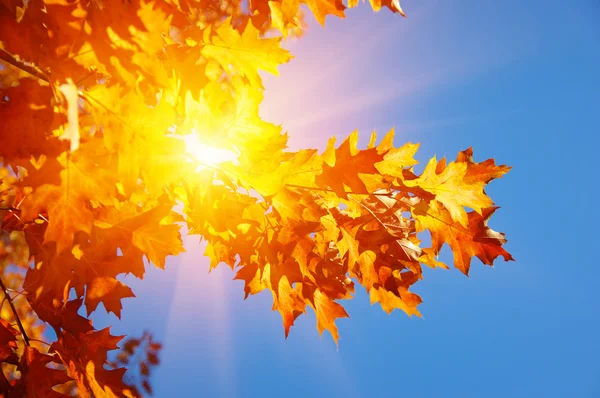 Sonbahar yaprakları güneşte — Stok fotoğraf