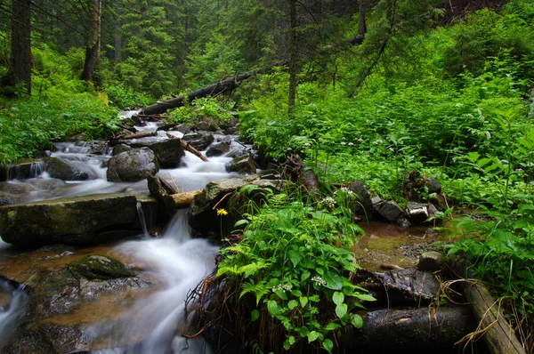 Гірська річка в лісі . — стокове фото