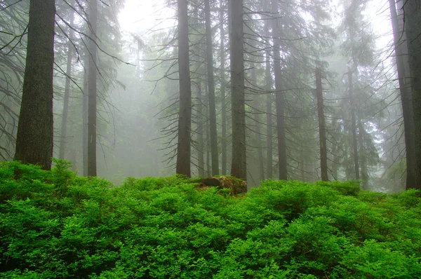 Árvores na floresta — Fotografia de Stock