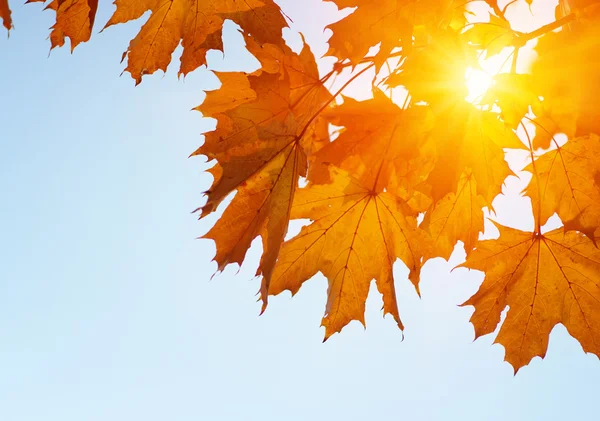 Hojas de otoño en el sol — Foto de Stock