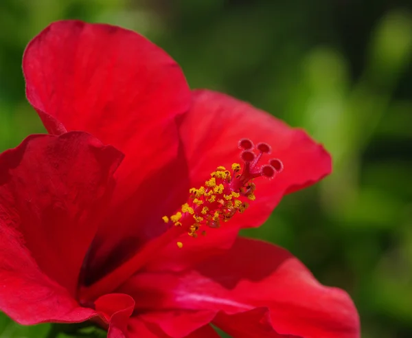 Blume auf einem grünen — Stockfoto