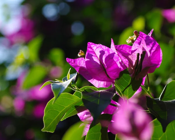 Flor en un verde — Foto de Stock