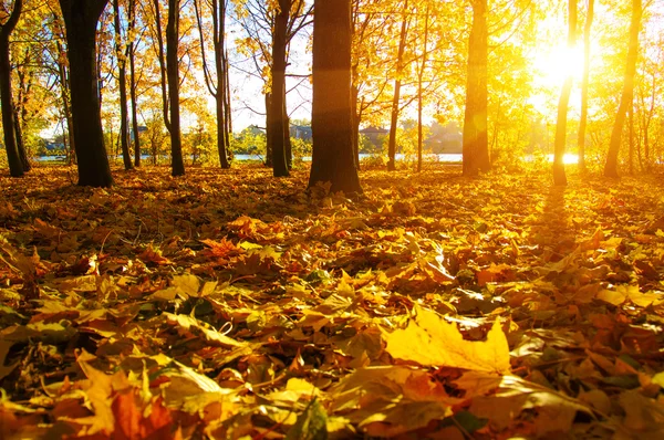 Herbstbäume in der Sonne — Stockfoto