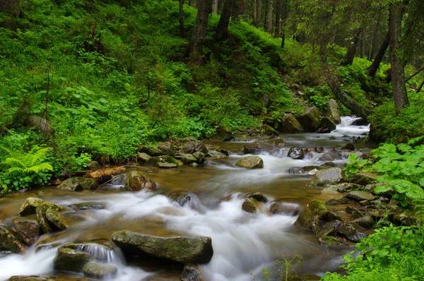 Mountain river in forest. — Stock Photo, Image