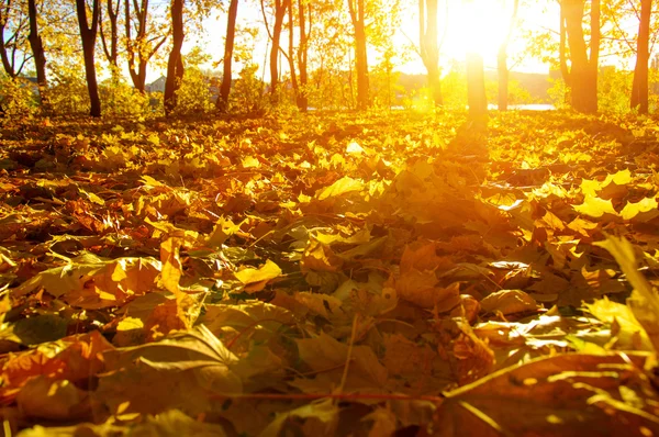 Herbstbäume in der Sonne — Stockfoto