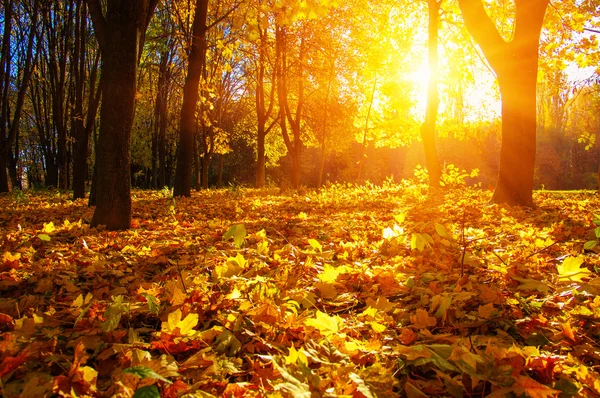 Осенние деревья на солнце — стоковое фото